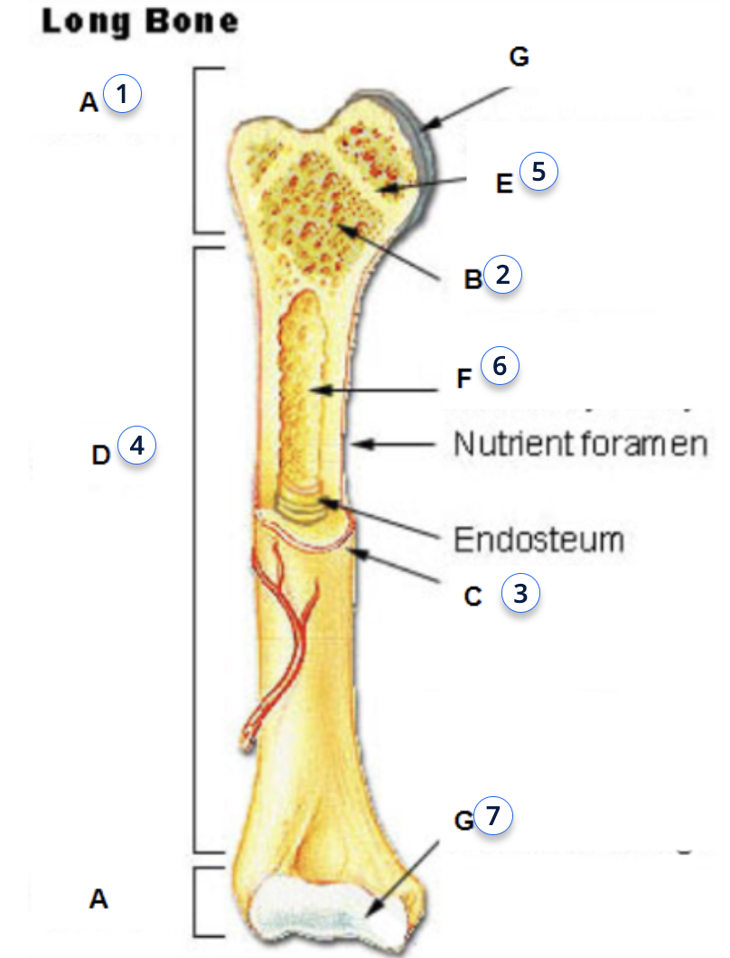 <p><span style="font-family: Open Sans, native_emoji, sans-serif">periosteum</span></p>