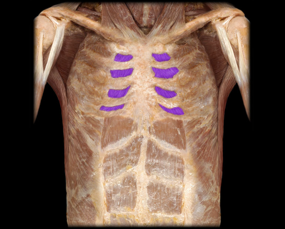 <p>Internal intercostals</p>