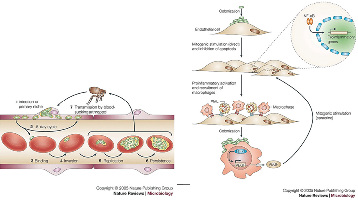 <p><strong>Bartonella henselae</strong> is the only bacteria known to cause this condition.</p>