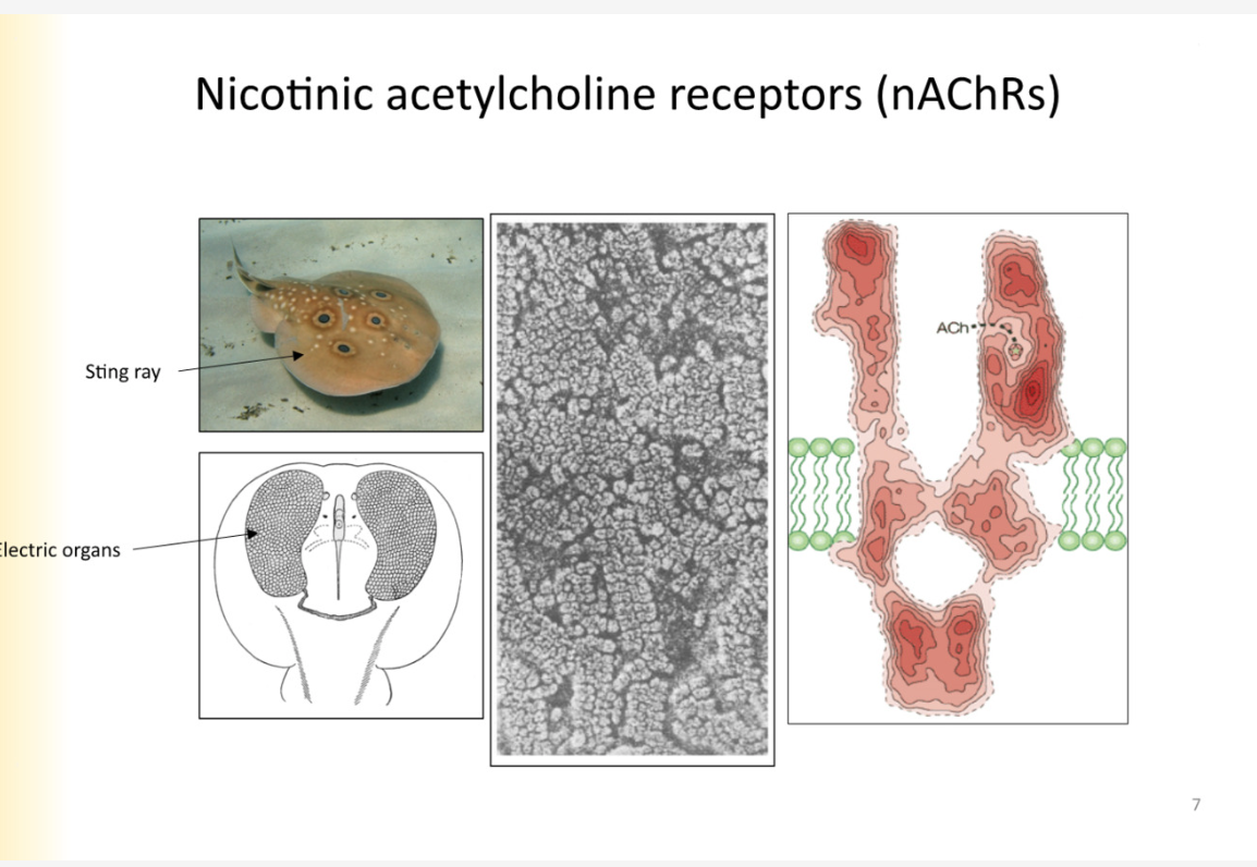 <p>stingrays uses ach to generate electricity to zap prey</p><p>electric organs are filled with ACH receptors</p><p>finding this was essential to classify ACH receptor - need a lot of protein in  pure form</p>