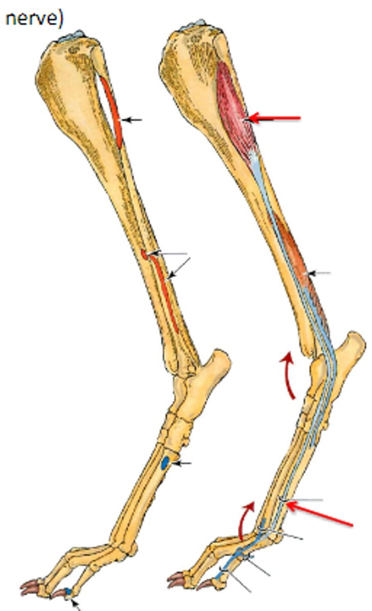 <p>Insertion of lateral digital extensor</p>