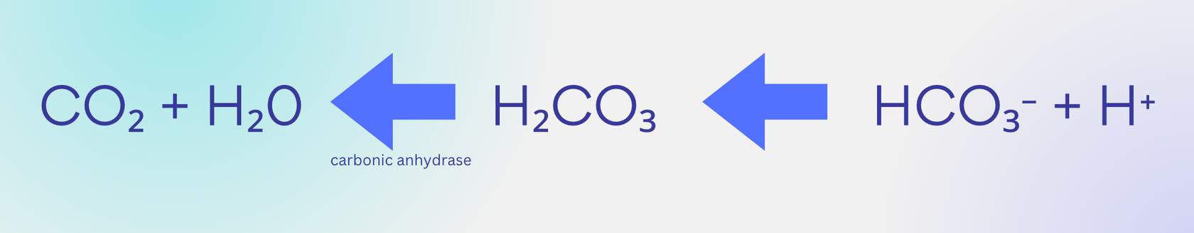 <p><strong>Pulmonary capillaries: unloading&nbsp;CO2</strong></p>