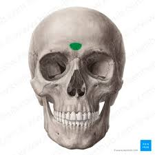 <p>name this bone or bone marking?</p>