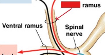 <p>Which ramus of spinal nerves:</p><ul><li><p>Contains somatic and visceral motor fibers that innervates the back</p></li></ul><p></p>