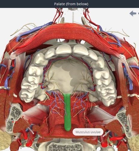 shortens, lifts and increases the thickness of the velum