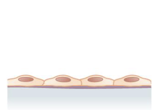 <p>Name the following tissue type.</p>