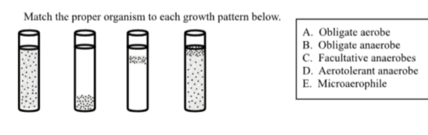 <p>Match the proper organism to each growth pattern (D)</p>