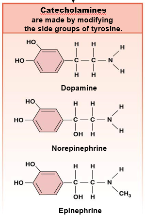 <p>modify tyrosine R group, behave like peptides</p><p><u>storage</u>: made in advance, store in secretory vesicles</p><p><u>release from parent cell</u>: exocytosis</p><p><u>transport in blood</u>: dissolve in plasma</p><p><u>half-life</u>: short</p><p><u>receptor location</u>: cell membrane</p><p><u>response</u>: seccond messenger system, fast</p>