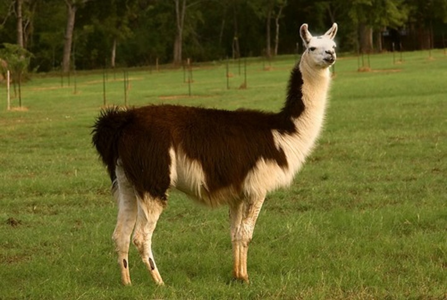 <p>llama</p>