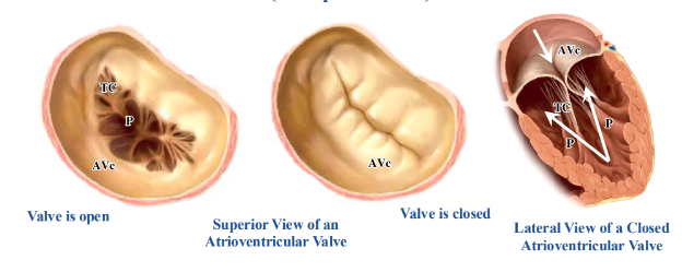 <p>-opening and closing of an atrioventricular valve is a passive process</p><p>-blood going from the atria to the ventricles results in the opening of the valves, while blood going away from the ventricles results in the valves closing</p><p>-contraction of the papillary muscles pulls on the cusps via the tendinous cords, preventing the cusps from prolapsing and allowing blood to enter the atria</p><p>-incompetent valves will essentially blow inside out like an umbrella</p>