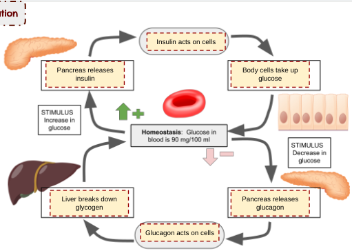 <p>Blood Sugar Regulation (<strong>negative feedback loop</strong>)</p>