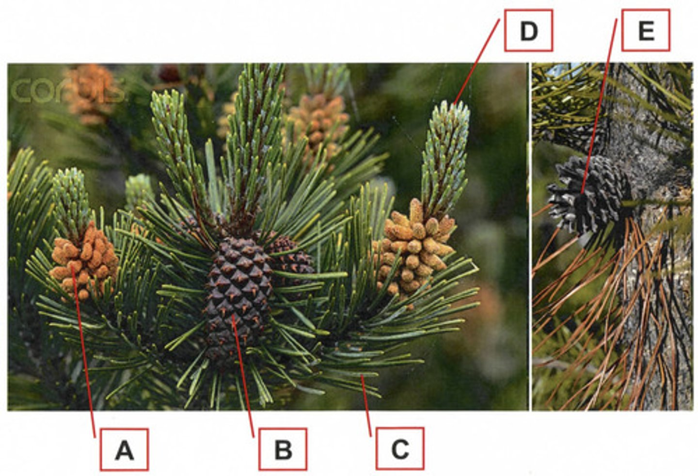 <p>In the above diagram, which structure is most likely to contain a megagametophyte?</p>