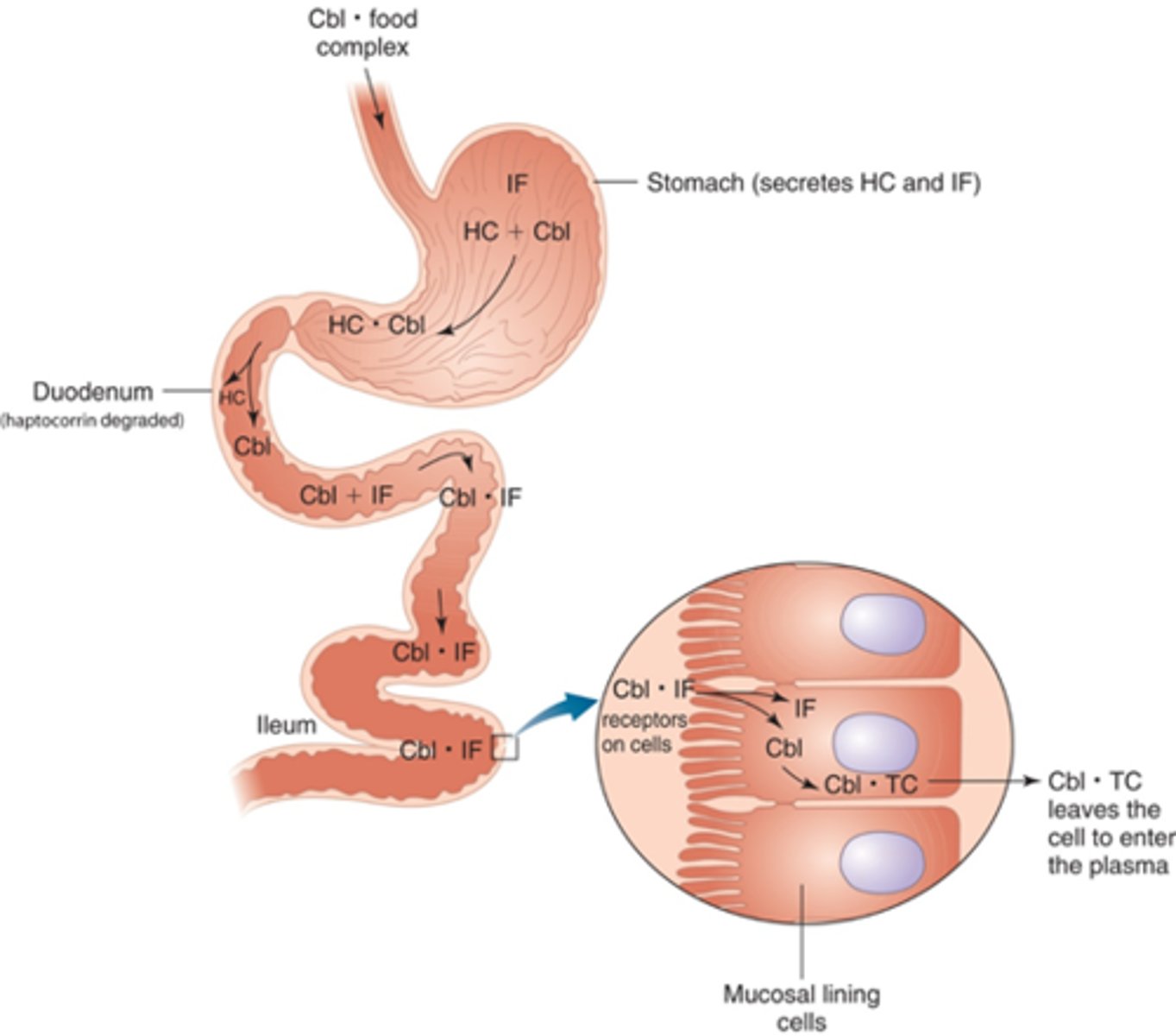 <p>Yes, B12 is bound to proteins in food. HCl & pepsin in the stomach will break the bond between B12 and protein and intrinsic factor (IF) will bind onto B12. IF receptor in the ileum binds B12-IF complex and absorbs by receptor-mediated endocytosis & some diffusion</p>