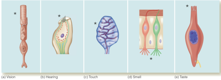 <p>Sensory receptors transduce __.</p><p>• Some are __ – olfaction, photoreceptors (vision), and some somatosensory (touch).</p><p>• Some are __ – hair cells in hearing, taste receptor cells.</p><p>• All pass their info to sensory neurons that fire __.</p>
