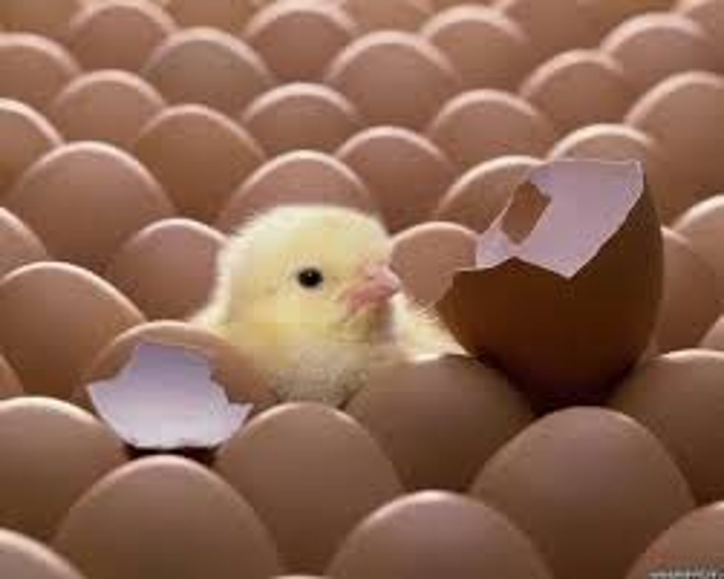 <p>s/he was born</p>