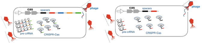 <p>Which one would more effectively interfere with this viral infection, A or B? Why?</p>