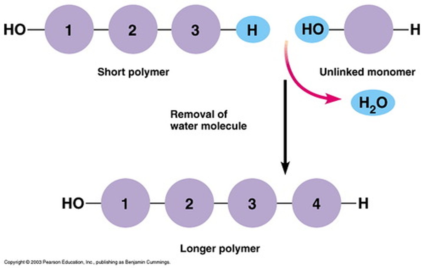 <p>A chemical reaction that links monomers together to form larger ones. The opposite of hydrolysis reaction.</p>