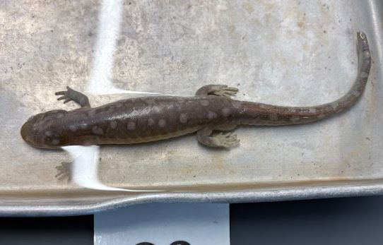 <p>Ambystoma maculatom. Ambystomidae.</p>