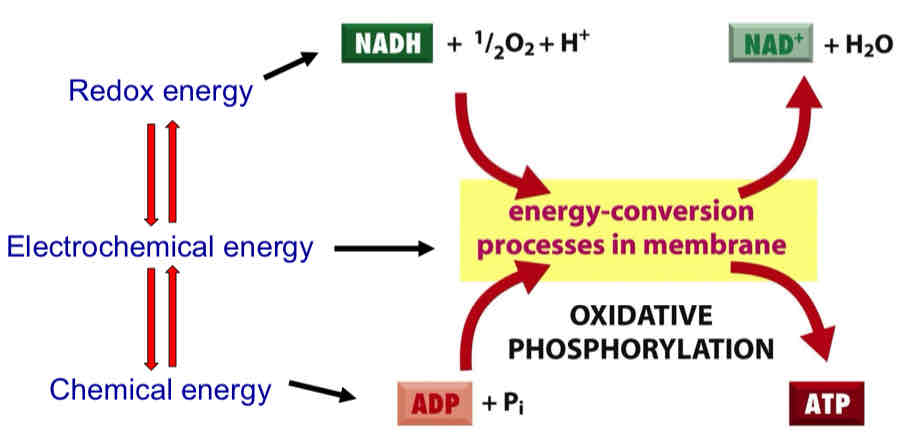 <ul><li><p>coupling of substrate dilation and phosphorylation of ADP through a proton electrochemical gradient</p></li></ul>