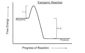 <p>Exergonic, hydrolysis, breaking</p>