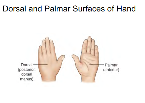 <p>Palmar ( Anterior )</p>