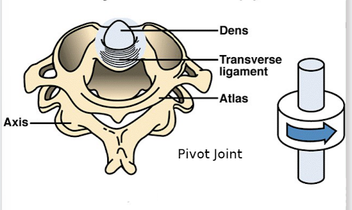 <p>pivot joint</p>