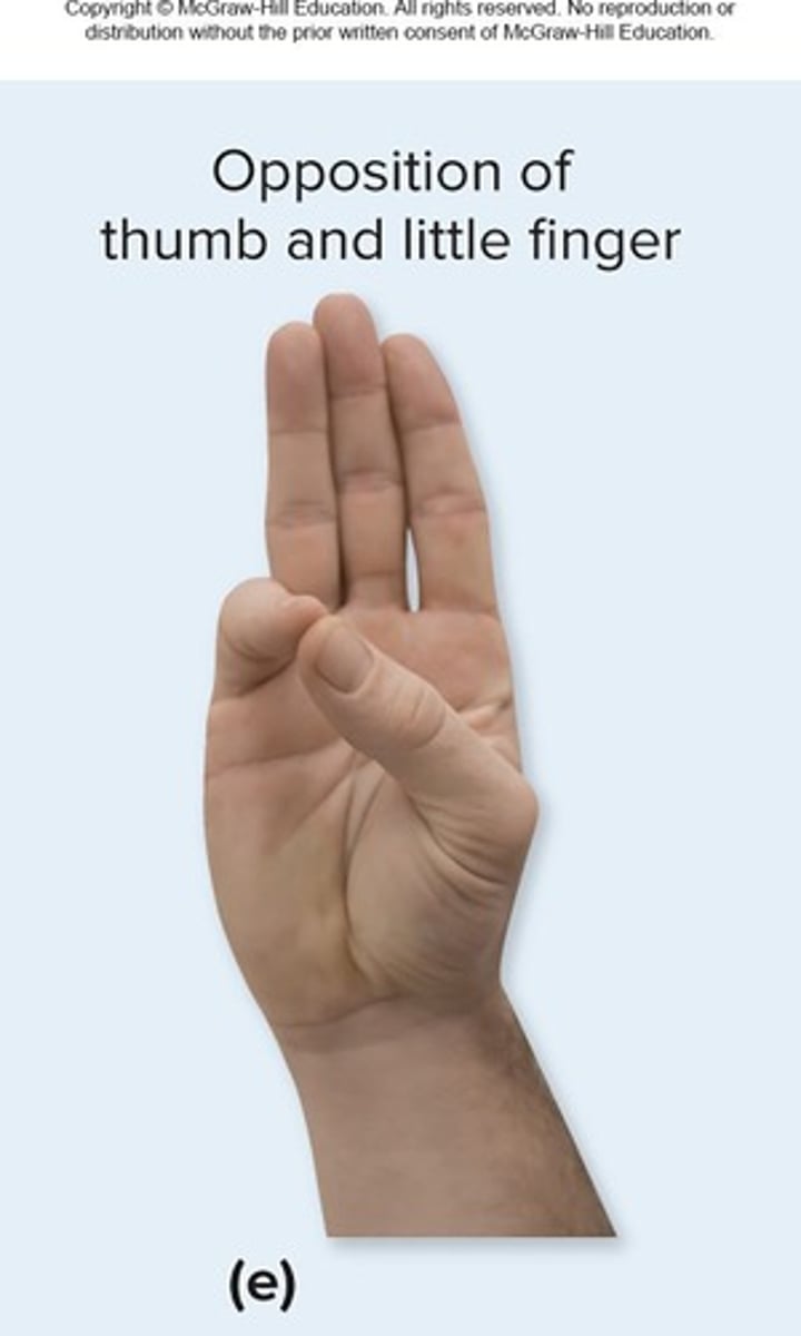 <p>Movement of thumb toward tips of fingers at carpometacarpal joint</p>