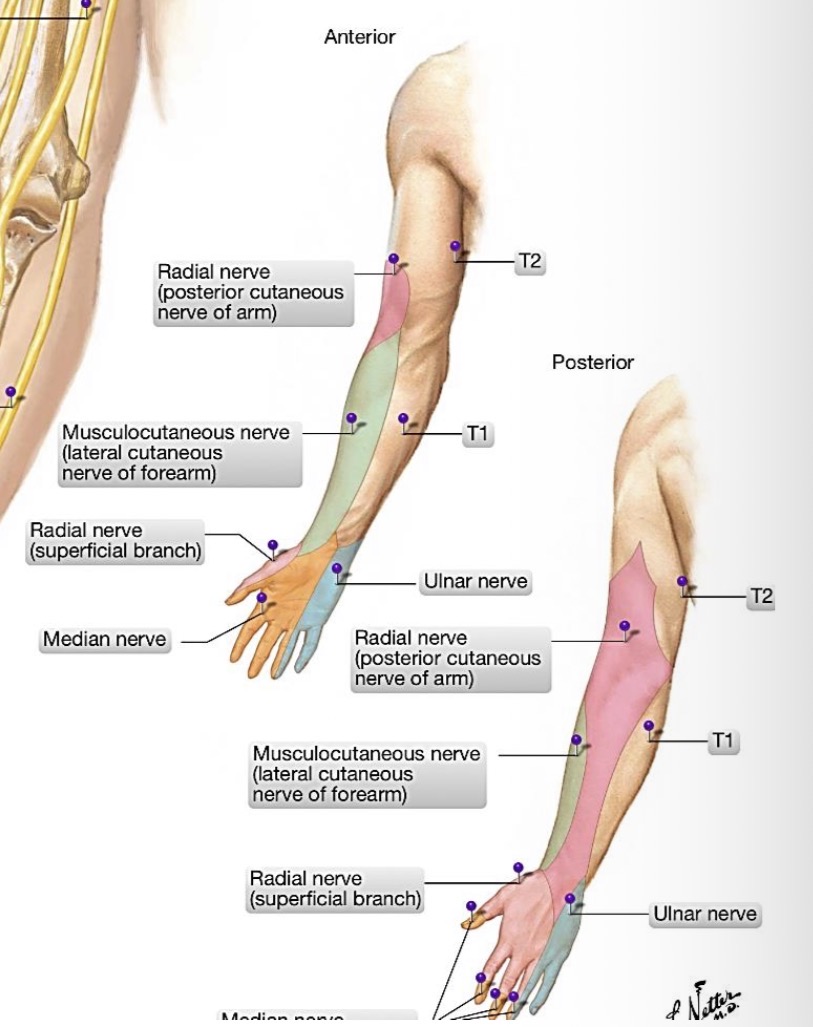 <p><span><span>inervuoja dilbio priekinės grupės raumenis, nykščio pakylos raumenis, del-</span></span></p><p><span><span>no vidurinės grupės raumenis ir delno bei pirštų odą</span></span></p>