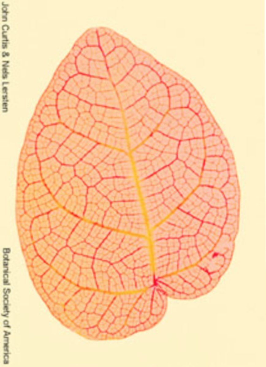 <p>where can u find netted venation (pinnately and palmately)</p>