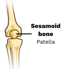 <p>Small, round bones that develop inside tendons where they pass over joints. </p><p>Function: Reduce friction, modify pressure, and increase mechanical leverage. </p><p>Example: <strong>Patella</strong> (kneecap) is the largest; others can occur in hands and feet.</p>