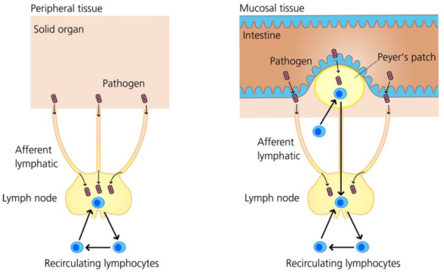 <p>Most solid organs/peripheral tissues are monitored by <strong>lymph nodes</strong> linked by <strong>afferent lymphatics</strong>.<br>The intestine contains <strong>Peyer’s patches</strong> for lumen surveillance.<br>Naïve lymphocytes continually <strong>recirculate</strong> to search for foreign antigens.<br><em>Note: Naïve lymphocytes are T/B cells that have left the thymus/bone marrow but have not yet encountered their specific antigen.</em></p>