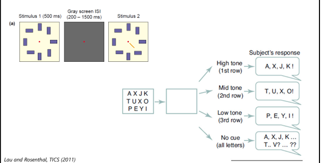 <p>• Ten opzichte van het origineel (rechts) is deze “change detection” taak (links) qua output van de proefpersoon sterk versimpeld (ja/nee verandering). </p><p>• Voordeel: weinig interferentie tijdens de reactie van de proefpersoon (t.o.v. origineel)</p>