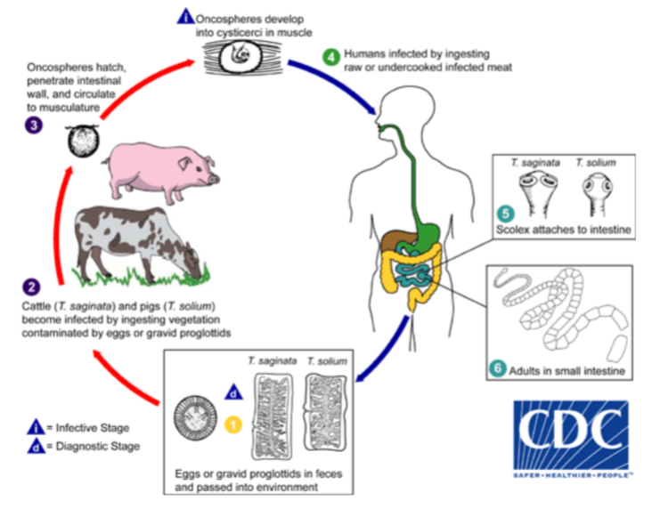 <p>Phylum: Platy</p><p>Class: Cestoda </p><p>Subclass: Eucestoda</p><p>Genus: Taenia (pissiformis) - beef and pork tapeworms </p><p></p>