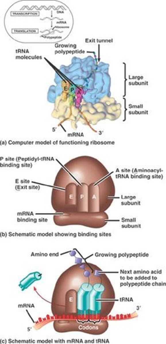 <p>Molecular machine synthesizing proteins from mRNA.</p>