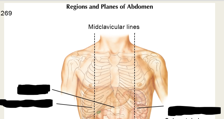 <p>label these areas that lie superior to the subcostal plane: </p>