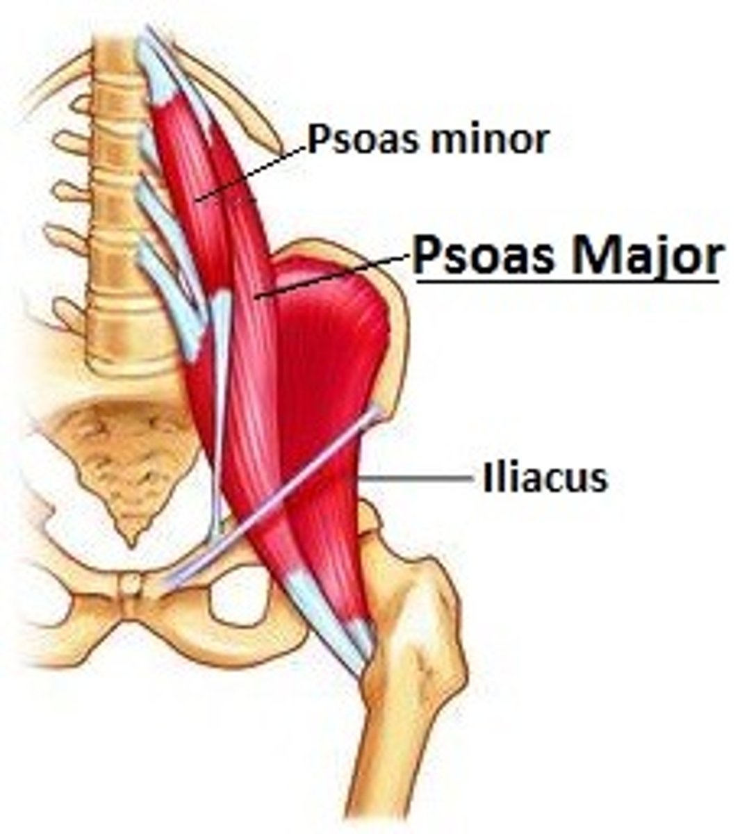 <p>a long, deep muscle in the lower back</p><p>- connects the lumbar vertebrae to the inner thigh bone (femur)</p>