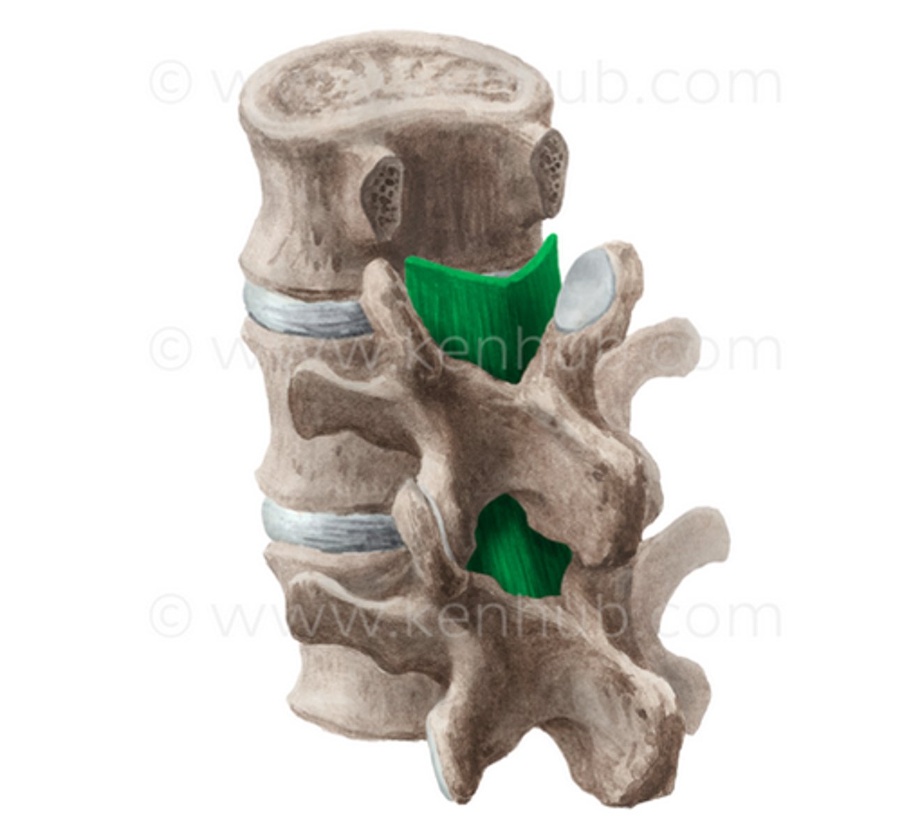 <p>tjockt, elastiskt, gulaktigt ligament på ryggmärgskanalens posteriora yta och begränsar flexion av kotpelaren.</p>