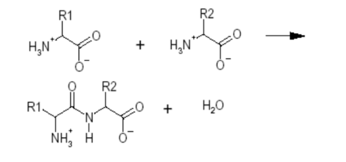 Węgiel grupy alfa-karboksylowej wiąże się z azotem grupy alfa-aminowej pojedynczym wiązaniem