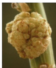 <p> If you see the following structure on a plant, you could conclude that . . .</p><p>A. The plant is producing food for a bacterium</p><p>B. A bacterium is fixing nitrogen for the plant</p><p>C. The plant is infected with a fungus</p><p>D. A bacterium on the plant is reducing sulfate</p><p>E. The respiration rate inside the structure is elevated, and [O2] is</p><p>reduced</p>