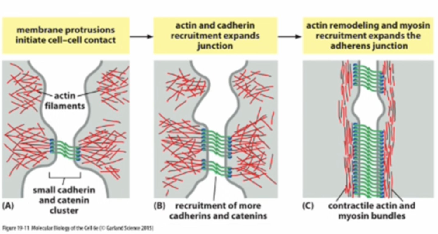 <p>1.actin-associated proteins</p><p>2. non-muscle mycosin</p>
