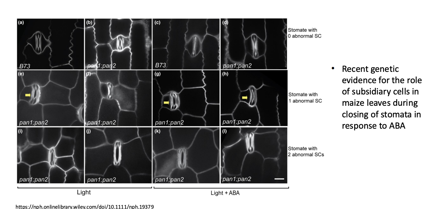 <p>Faster closing of stomata</p><p>→ recent genetic evidence for the role of subsidiary cells in <strong>maize leaves</strong></p><ul><li><p>during stomata response to ABA</p></li></ul><p></p>