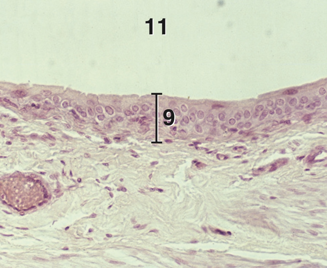 <p>What is the part of the epithelium indicated on number 9?</p>