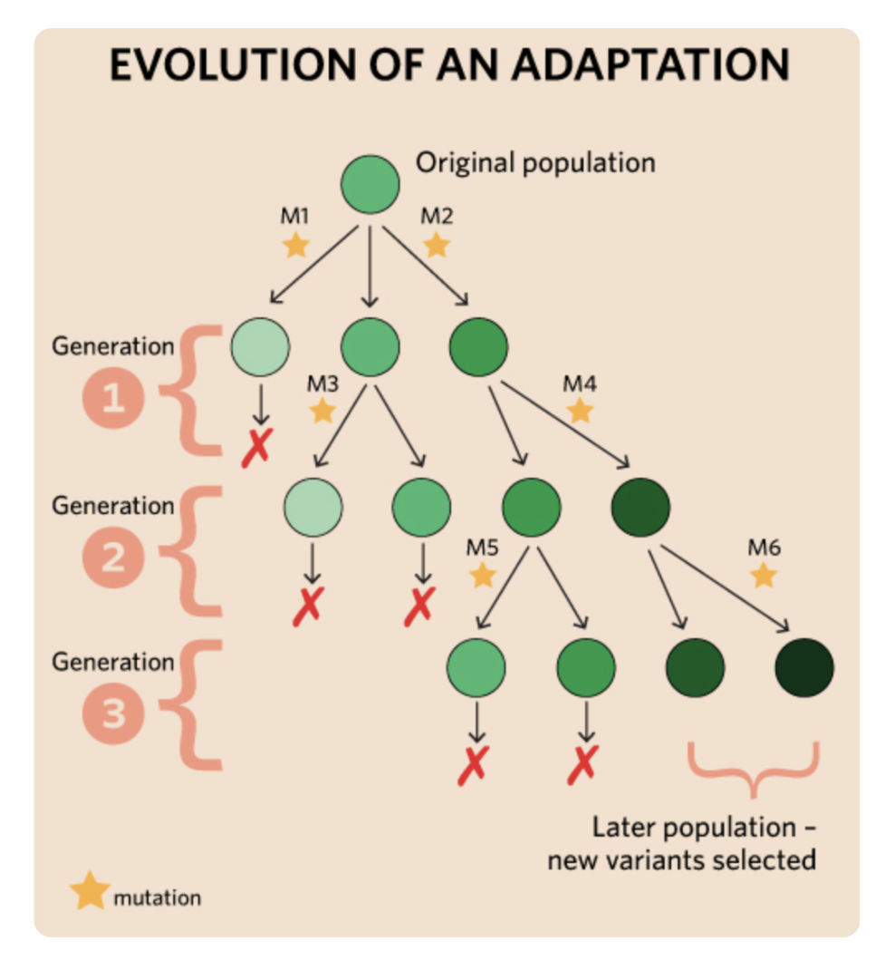 <p>is a trait that allows an organism to outcompete all other organisms in a species, allowing for a longer lifespan to produce offspring.<mark data-color="#daffe7" style="background-color: #daffe7; color: inherit"> mutation, selective advantage</mark></p>