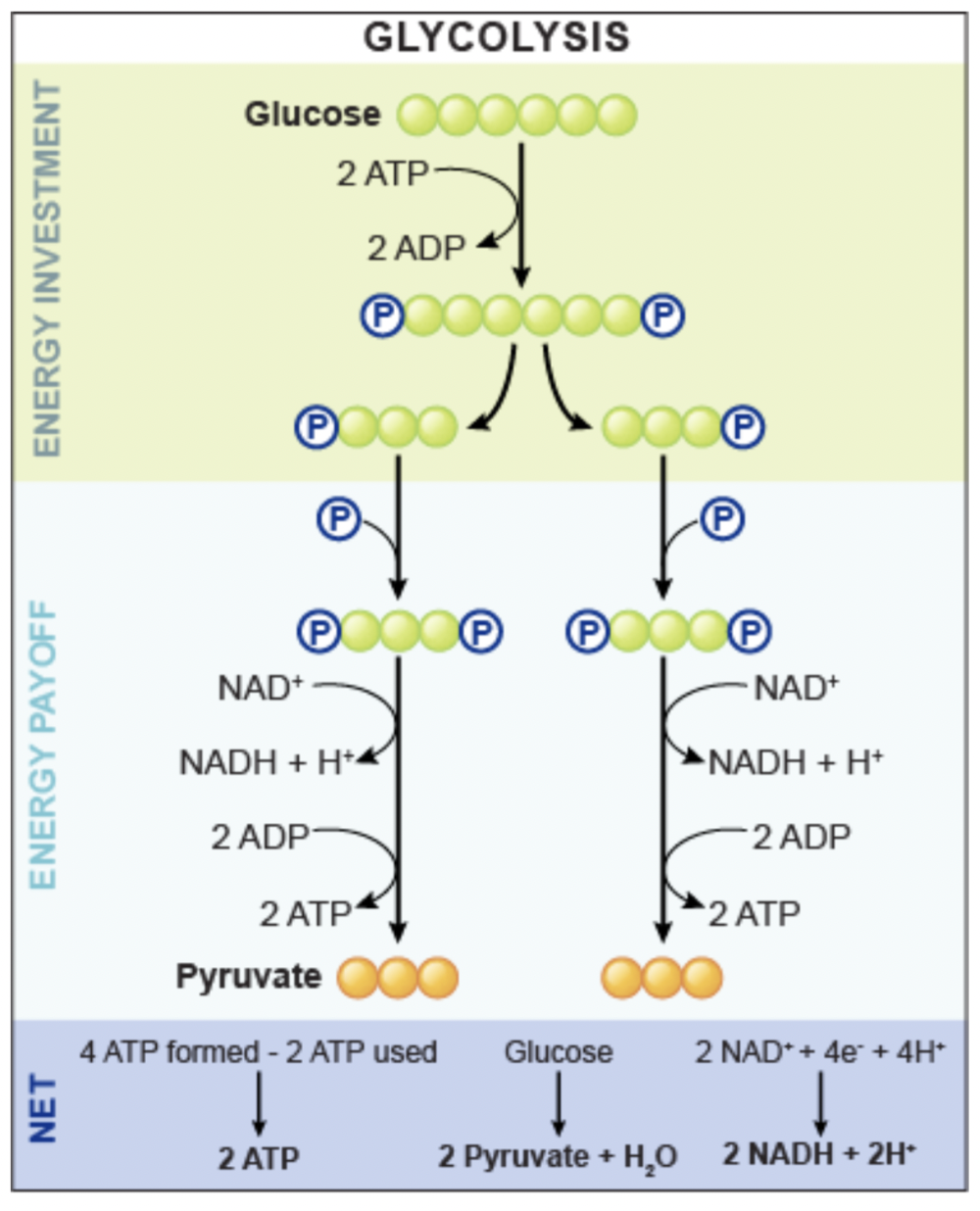 <p>A 6-carbon glucose is split into two 3-carbon molecules of pyruvate. </p>