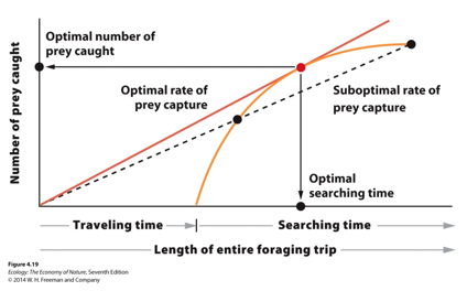 Based on the central-place foraging theory and the figure, identify the optimal number of prey for a forager to catch. In the figure, the straight orange line indicates the optimal rate of prey capture.