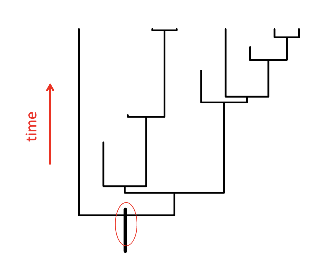 <p>It is a node but from its earliest time point. It usually looks like an unlabelled branch.</p><p>*like the “first” individual or species</p>