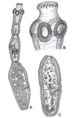 <p>family taeniidae, genus echinococcus typical?</p>