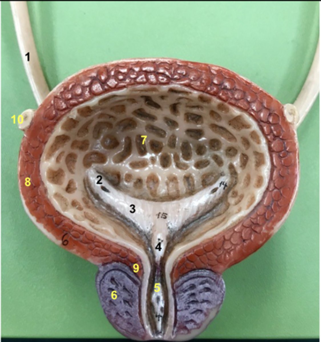 <p>This is a frontal section of the...</p>