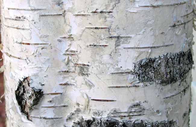 <p>Identify the stem structure</p>