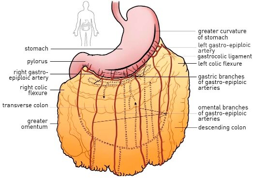 <p>a <strong>large, apron-like fold of peritoneum</strong> that hangs from the <strong>greater curvature of the stomach</strong> and covers the intestines.</p>